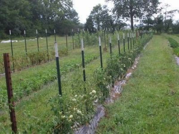 11 studded-t-post-fir-fixéieren-Planzen