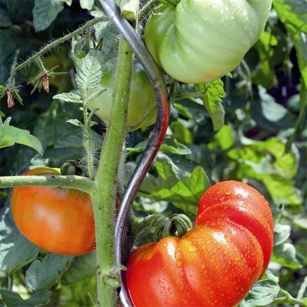 Aplicación de 4 espirales de soporte de tomate.