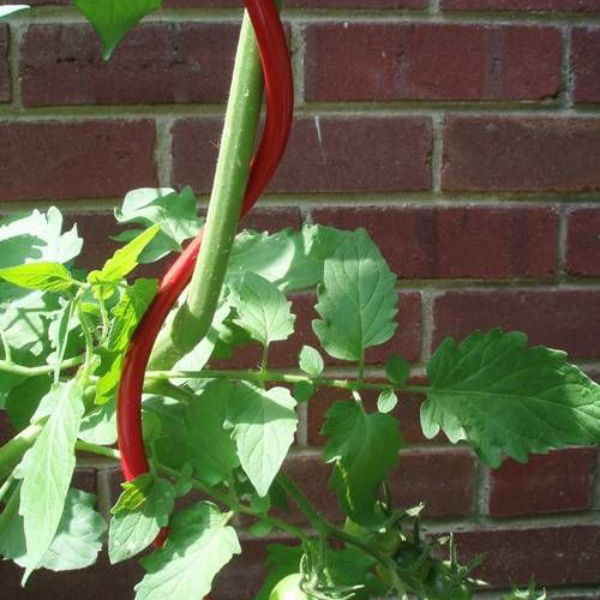 6 spiral-stake-immature-tomatoes