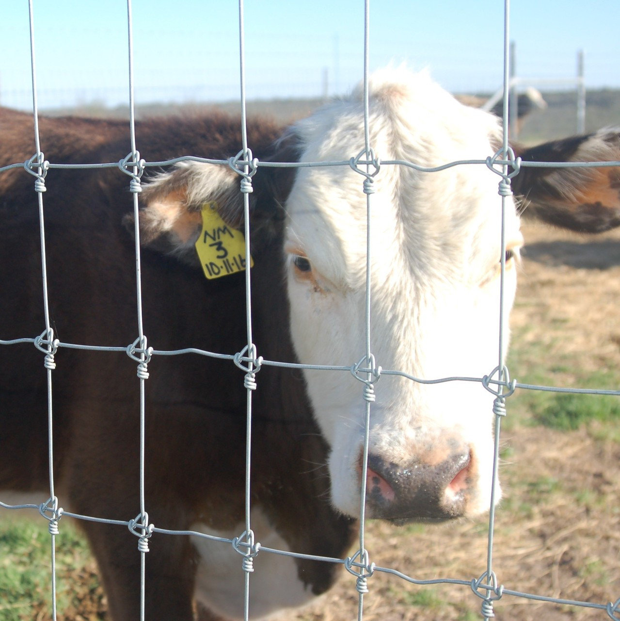 Field Fence