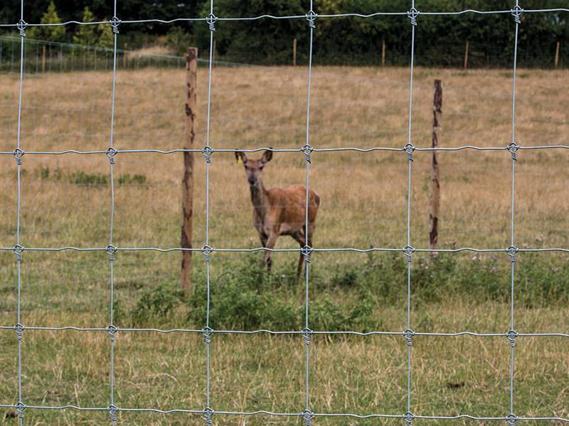 O le ituaiga lona lua o Galvanized Friend Fence o se ituaiga o Nonoa Fixed (2)