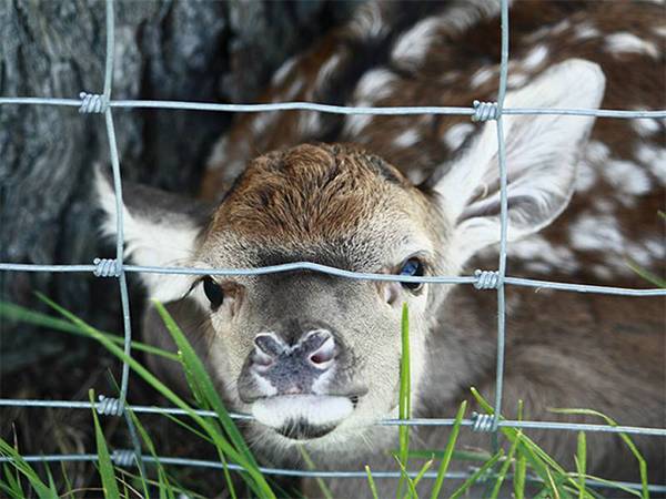 Nau'i na biyu na Galvanized Friend Fence wani nau'i ne na Kafaffen Kulli (3)